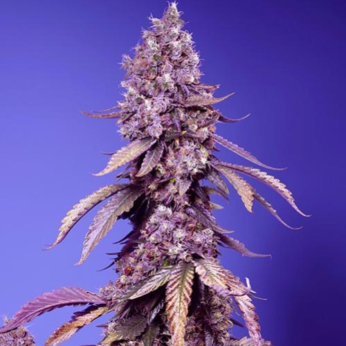 Black Muffin F1 Fast Version - Sweet Seeds