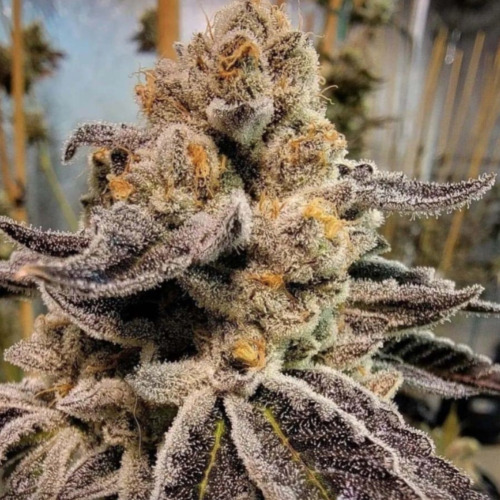 Black Rainbow Sherbet - Freedom of Seeds