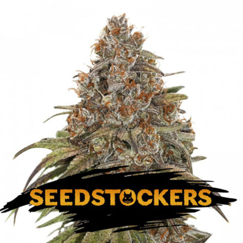 Blackberry Gum - Seedstockers