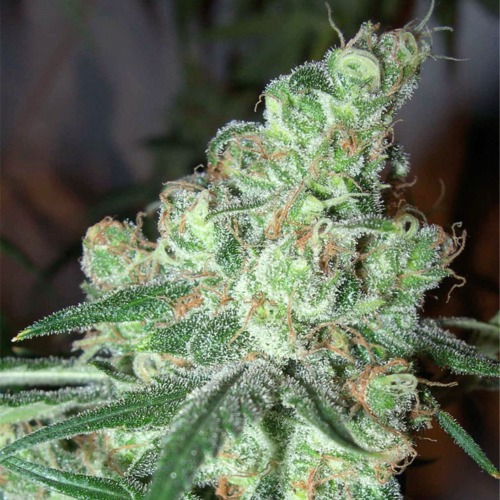 Chocolopez - Blimburn Seeds wietplant top.