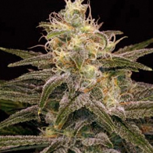 Chocolopez - Blimburn Seeds Top