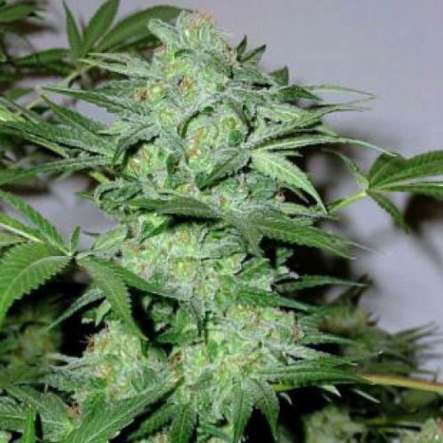 Blimburn Seeds Cream Automatic wietplant top.