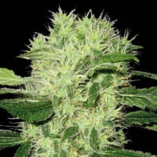 Dama Blanca - Blimburn Seeds