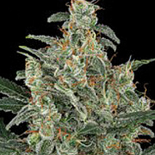 Kabrales Automatic - Blimburn Seeds