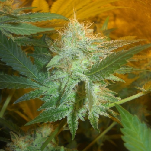Blimburn Seeds Mamba Negra wietplant top.