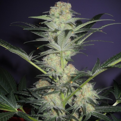 Mamba Negra - Blimburn Seeds