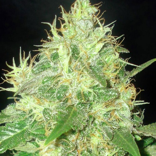 Northern Automatic - Blimburn Seeds