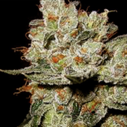 OG‚Äö√Ñ√¥s Kush - Blimburn Seeds