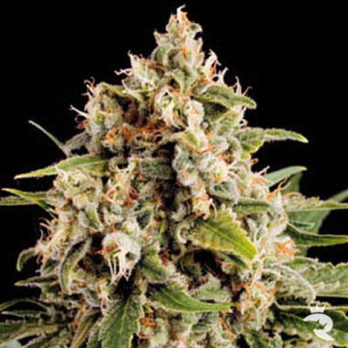 Orka - Blimburn Seeds