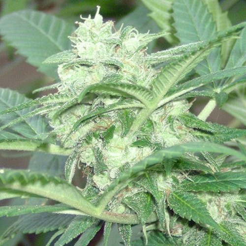 Orient Automatic - Blimburn Seeds