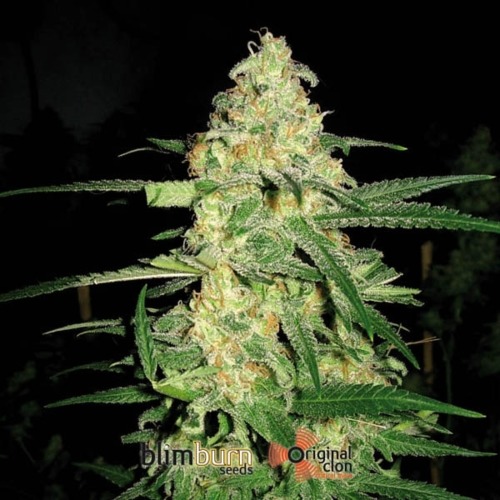 Original Clon - Blimburn Seeds