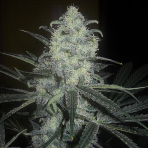 Blimburn Seeds Original Clon wietplant top.