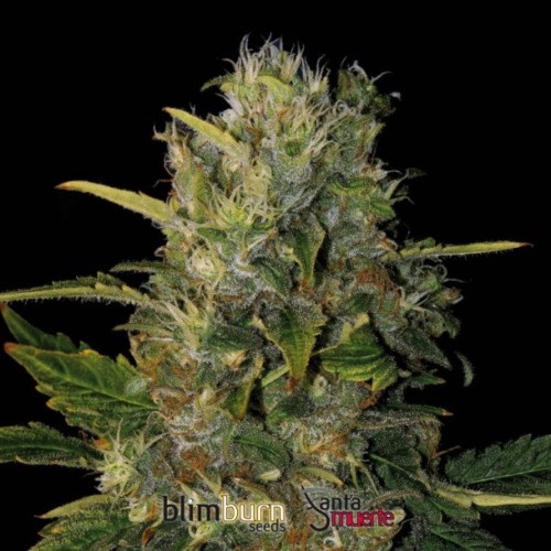 Santa Muerte - Blimburn Seeds