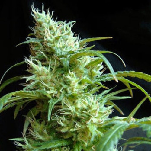 Sweety Automatic - Blimburn Seeds