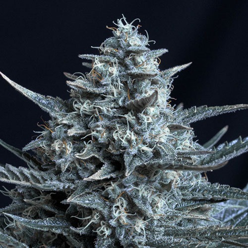Blubonik - Genehtik Seeds - Dikke top