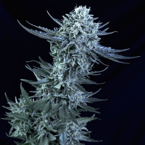 Blubonik - Genehtik Seeds