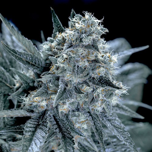 Blubonik - Genehtik Seeds - Top in bloei