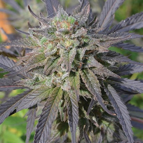 Blue Blood CBD - Medicann Seeds