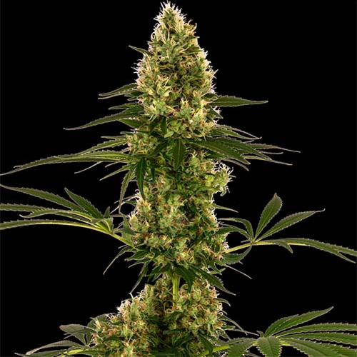 Blue Bullet Auto - Sensi Seeds