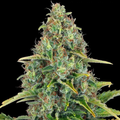 Blue Cheese Auto - Barney's Farm