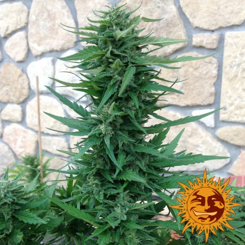 Blueberry Cheese Auto van Barney's Farm zaadbank