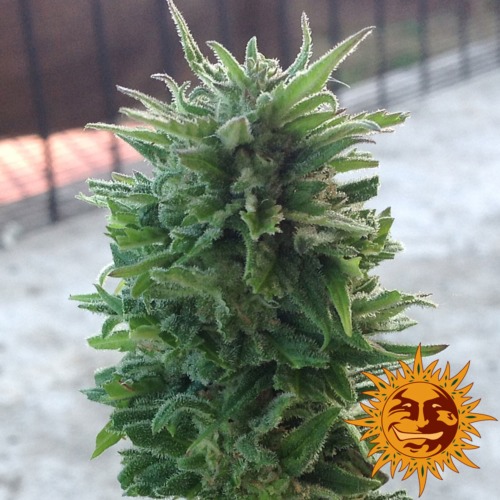 Blueberry Cheese Autoflowering - Barney's Farm