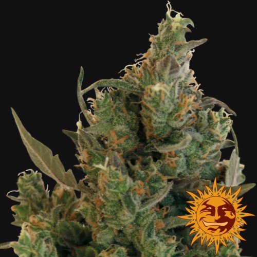Blueberry Cheese close-up - Barney's Farm
