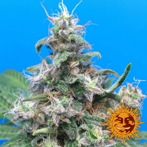 Blueberry Cheese top - Barney's Farm