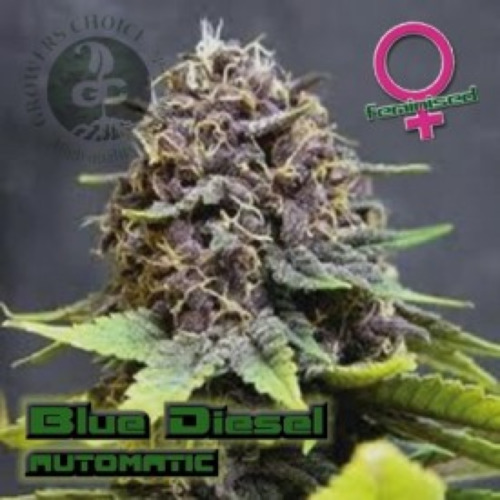 Blue Diesel Auto - Growers Choice