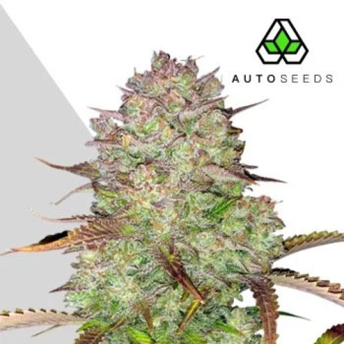 Blue Dream Auto - Auto Seeds