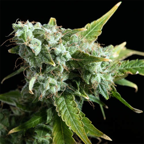 Blue Dream - Blimburn Seeds