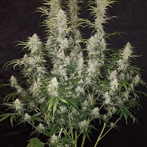 Cannabis plant Blue Dream