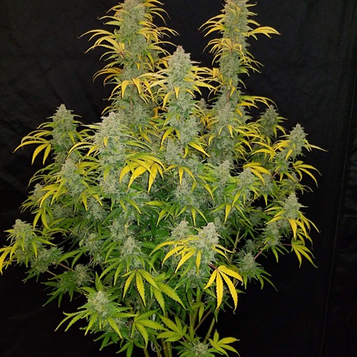 Blue Dream wietplant kweken