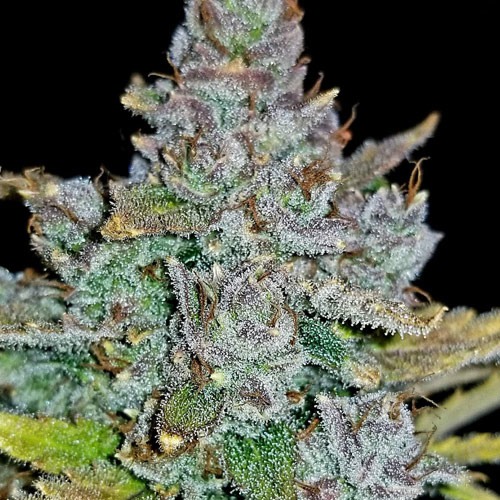 THC kristallen op wiettop Blue Dream