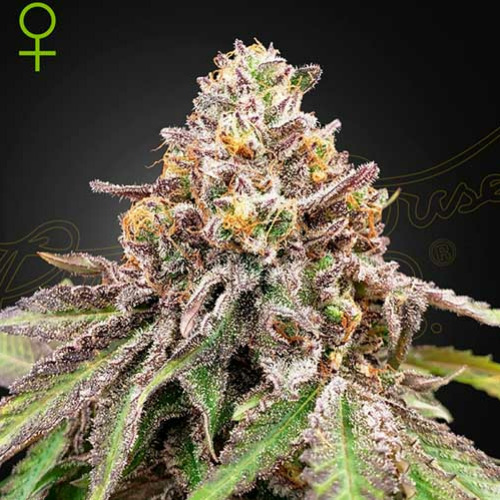 Blue Haze X Gelato 41 Auto - Green House Seeds