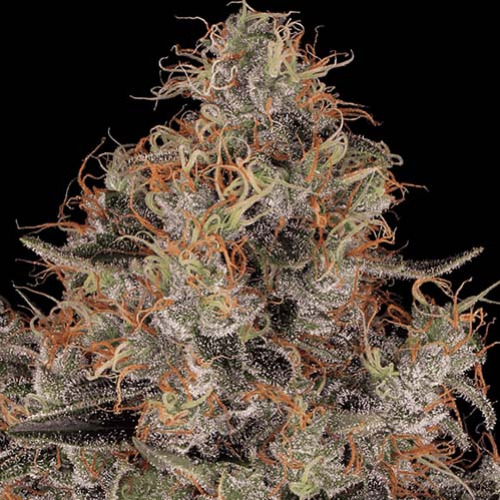 Chong's Choice - Blue Kush Berry - Paradise Seeds