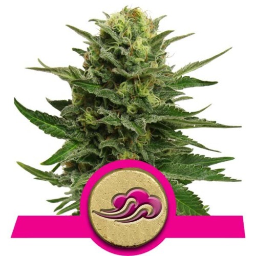 Cannabis Top Royal Queen Seeds Blue Mistic