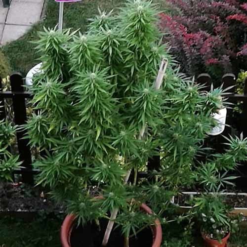 Blue Nitro Haze - Sumo Seeds in pot