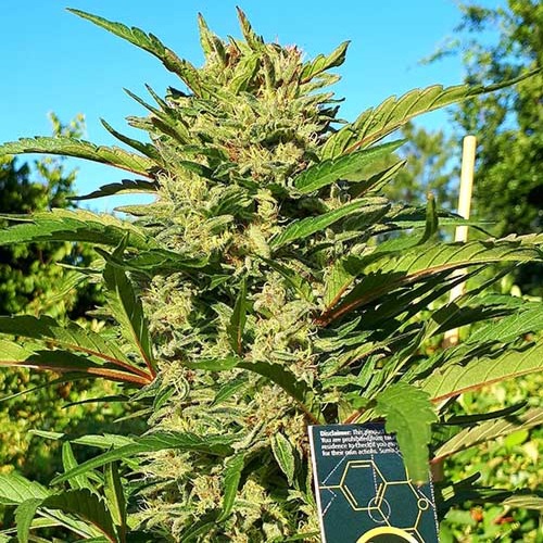 Blue Nitro Haze - Sumo Seeds in volle zon