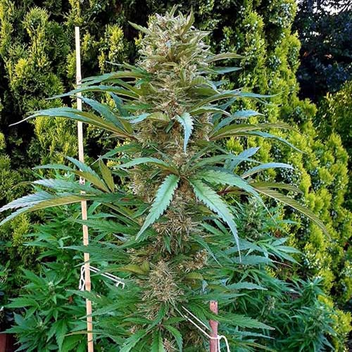 Blue Nitro Haze - Sumo Seeds