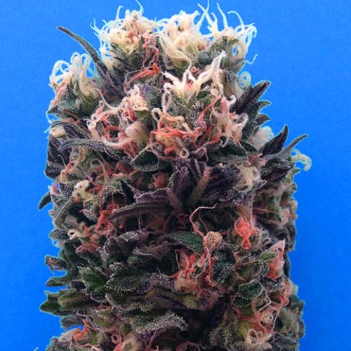 Blue Sky 99% - Breaking Buds Seeds