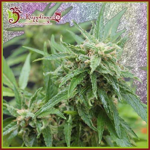 Blue Tease Auto - Dr Krippling Seeds