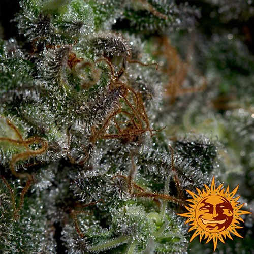 De Blueberry OG van Barney's Farm heeft een hoog THC gehalte