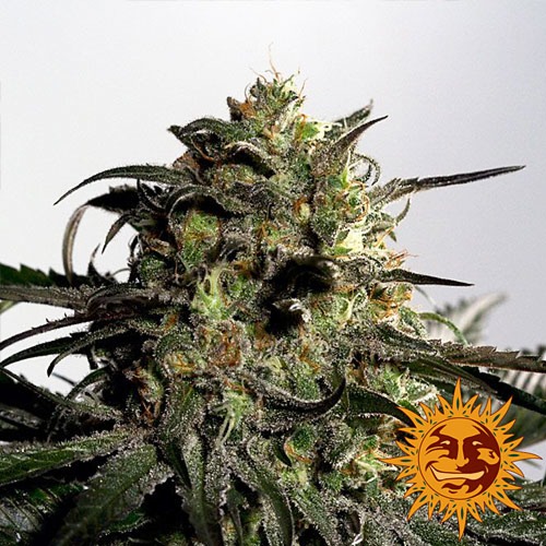 Blueberry OG van Barney's Farm is redelijk eenvoudig te kweken