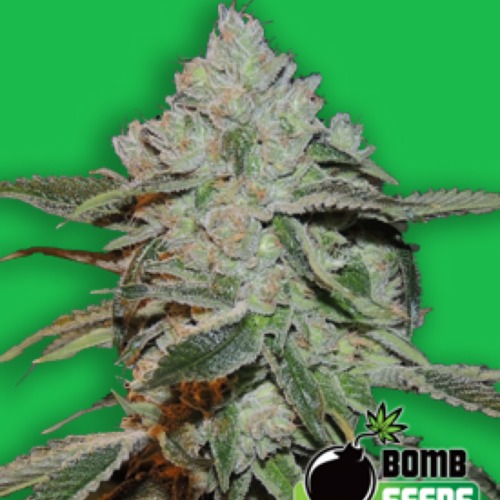 Atomic - Bomb Seeds