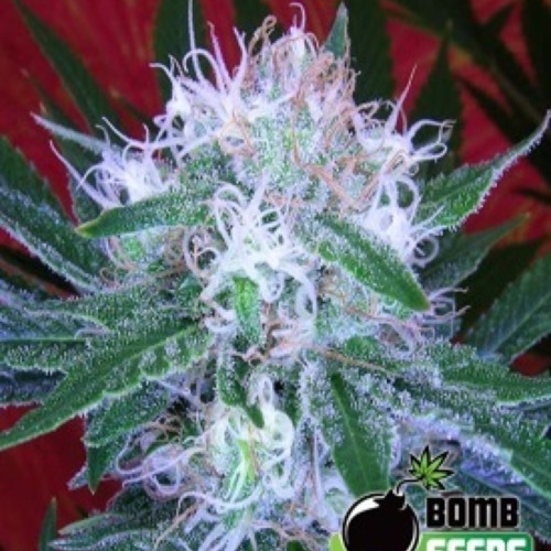 Auto Bomb Autoflower - Bomb Seeds