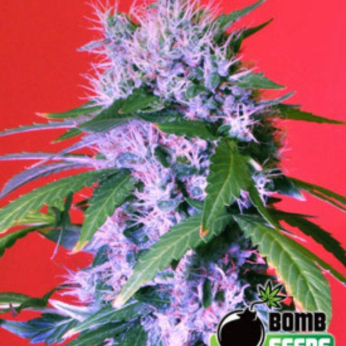 Berry Bomb Autoflower - Bomb Seeds