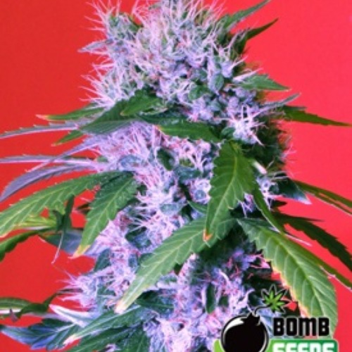 Berry Bomb - Bomb Seeds