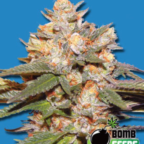 Big Bomb Autoflower - Bomb Seeds