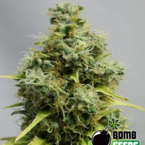 Big Bomb - Bomb Seeds